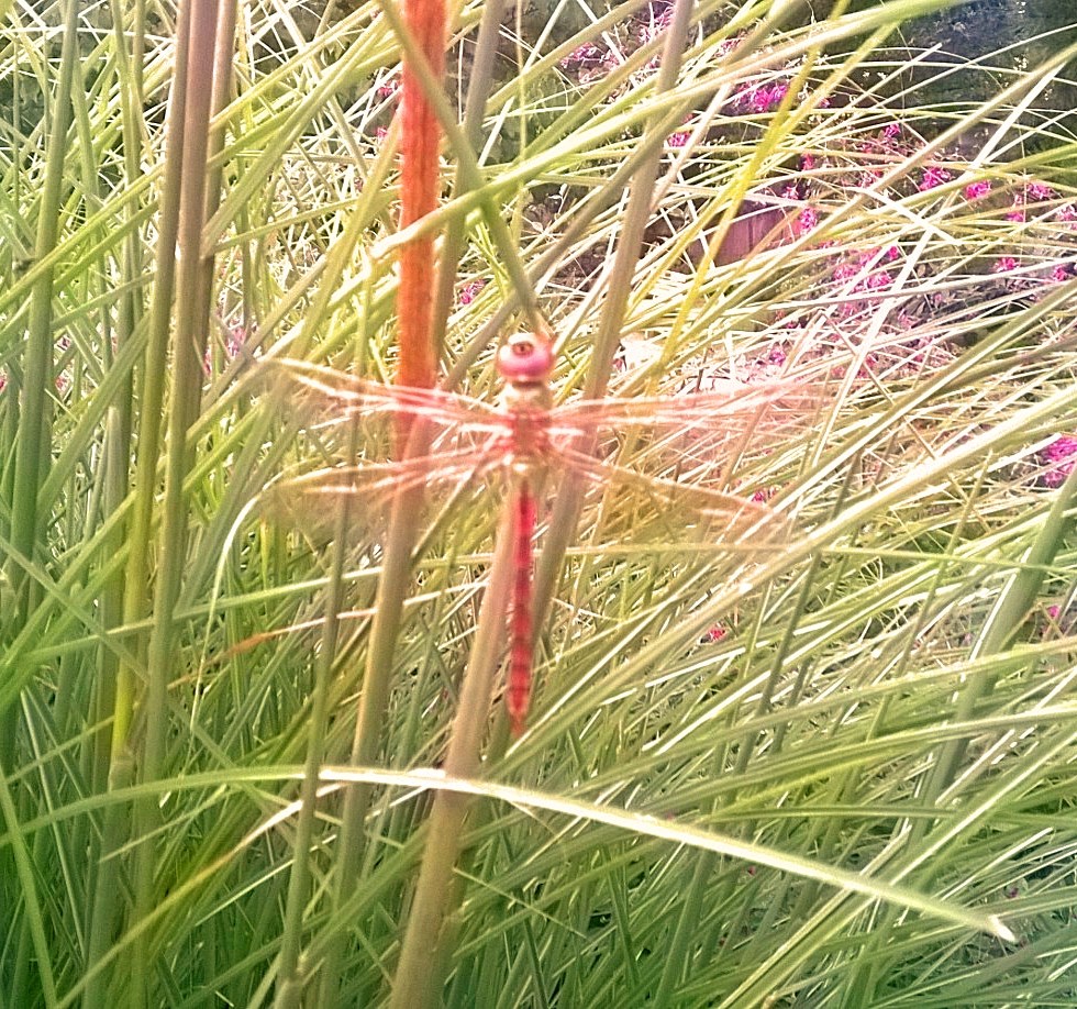 (C) CDM Communications